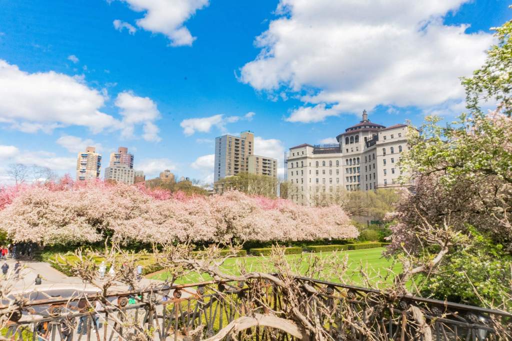 Cherry blossoms in Central Park with New York City skyline and blue sky in spring